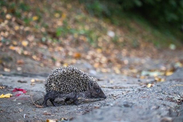 促使英超采 促使英超采