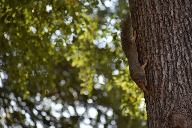 盟中成功的 盟中成功的